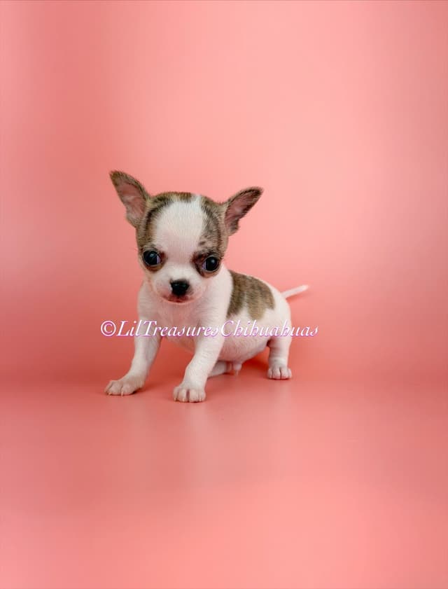 Chihuahua Puppies media 2