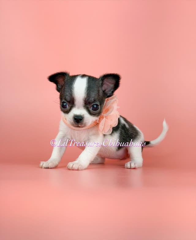 Chihuahua Puppies media 3