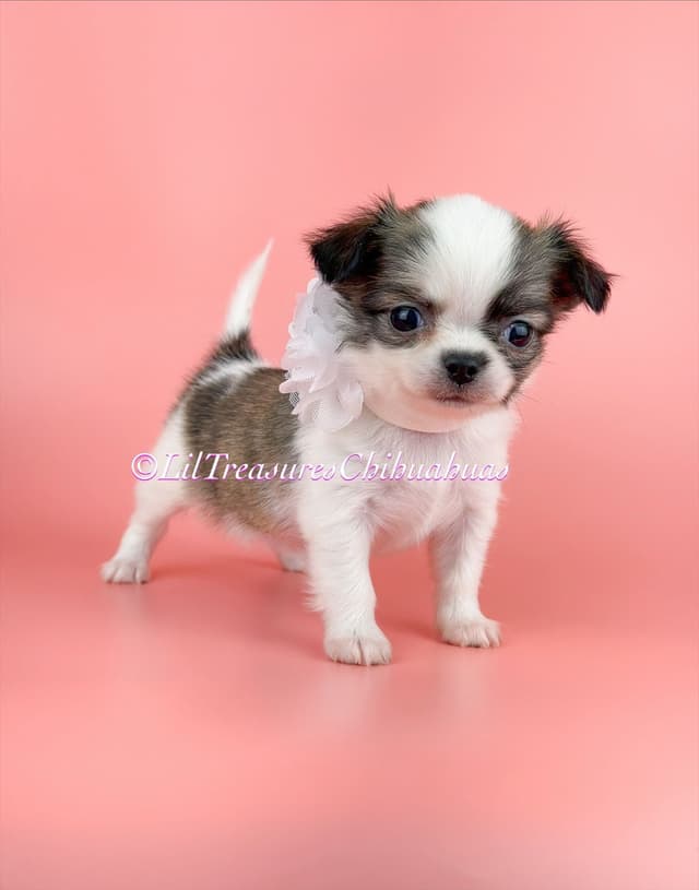 Chihuahua Puppies media 4