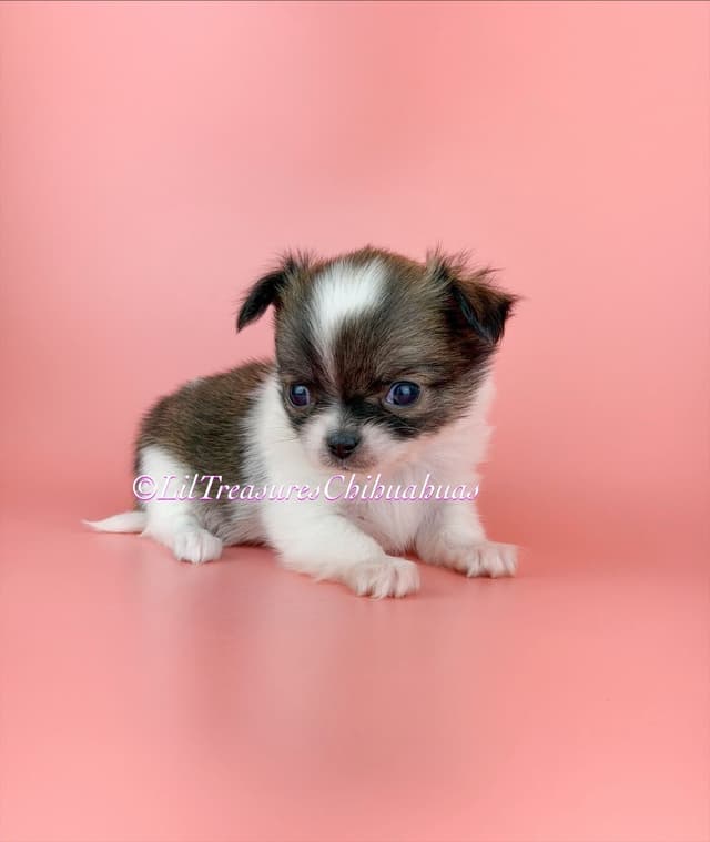 Chihuahua Puppies media 5