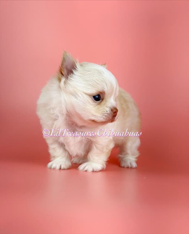 Chihuahua Puppies media 2