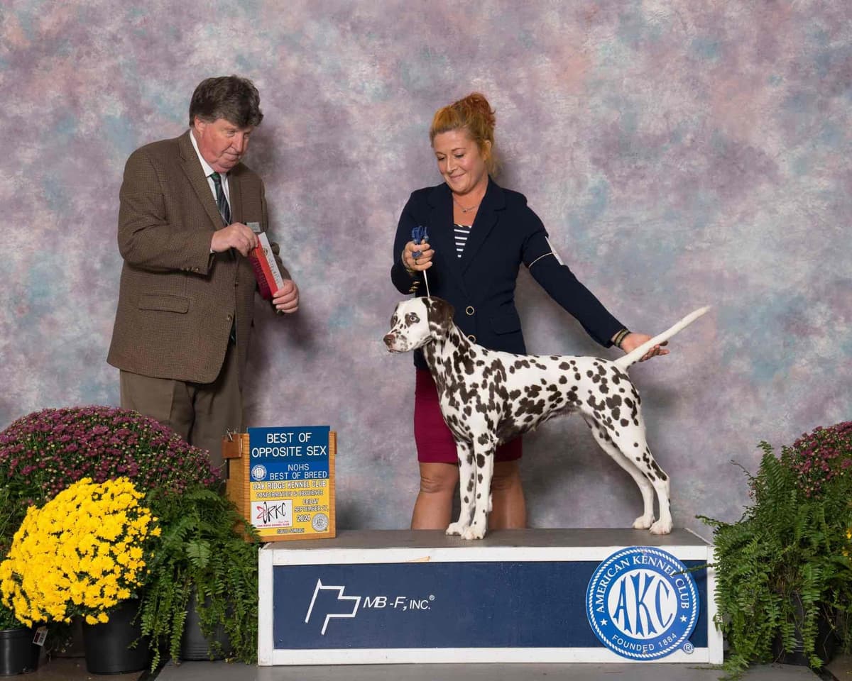 Spellbound Dalmatians **All Puppies are Spoken for at this Time** breeder image 1