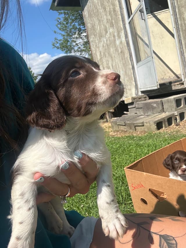 Brittany Puppies media 4