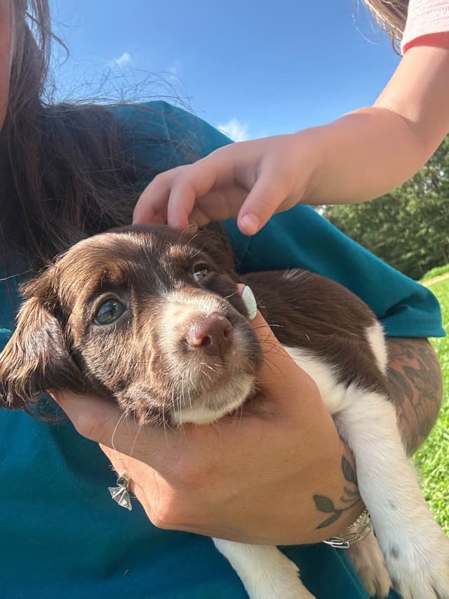 Brittany Puppies media 3