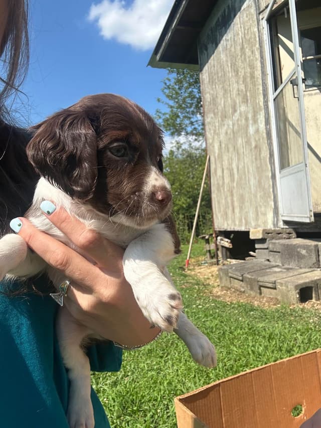 Brittany Puppies media 5