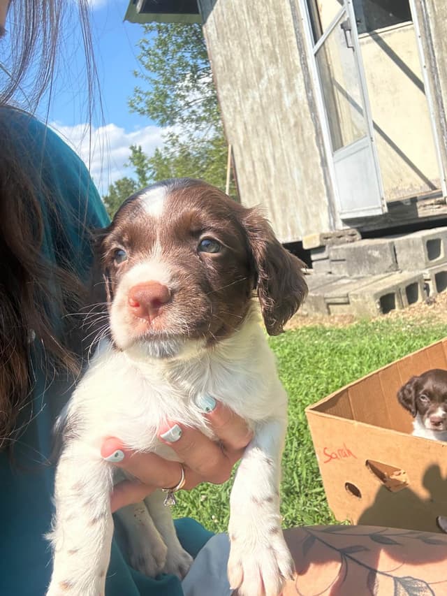Brittany Puppies media 6