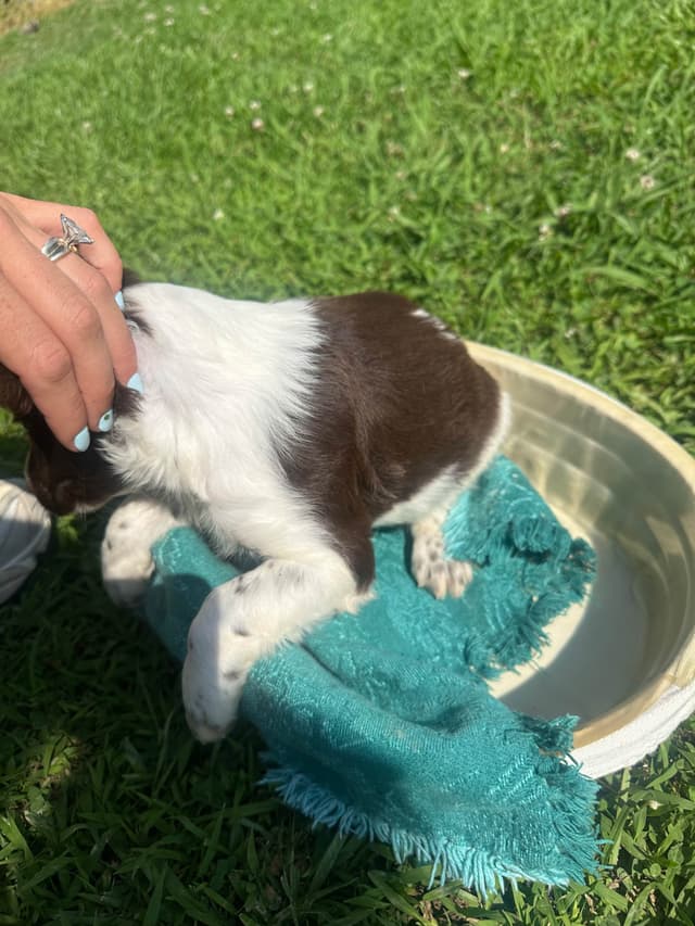 Brittany Puppies media 7