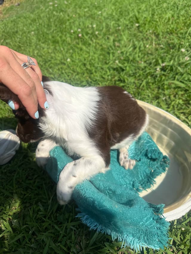 Brittany Puppies media 8