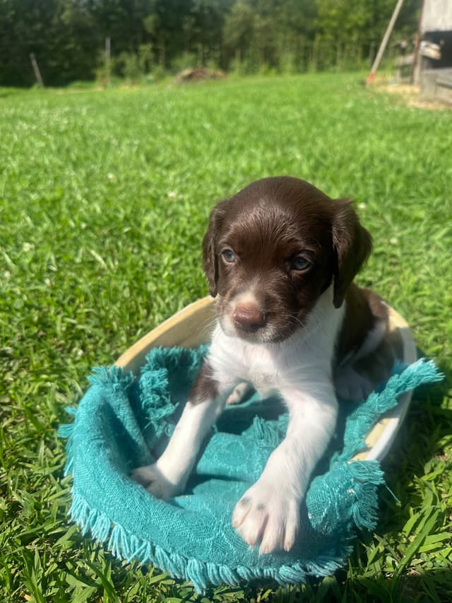 Brittany Puppies media 9