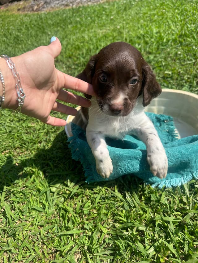 Brittany Puppies media 12
