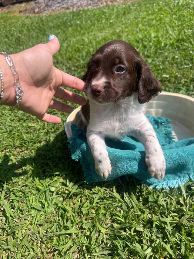 Brittany Puppies media 10