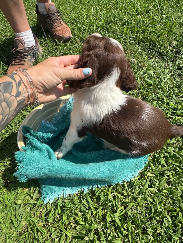 Brittany Puppies media 14