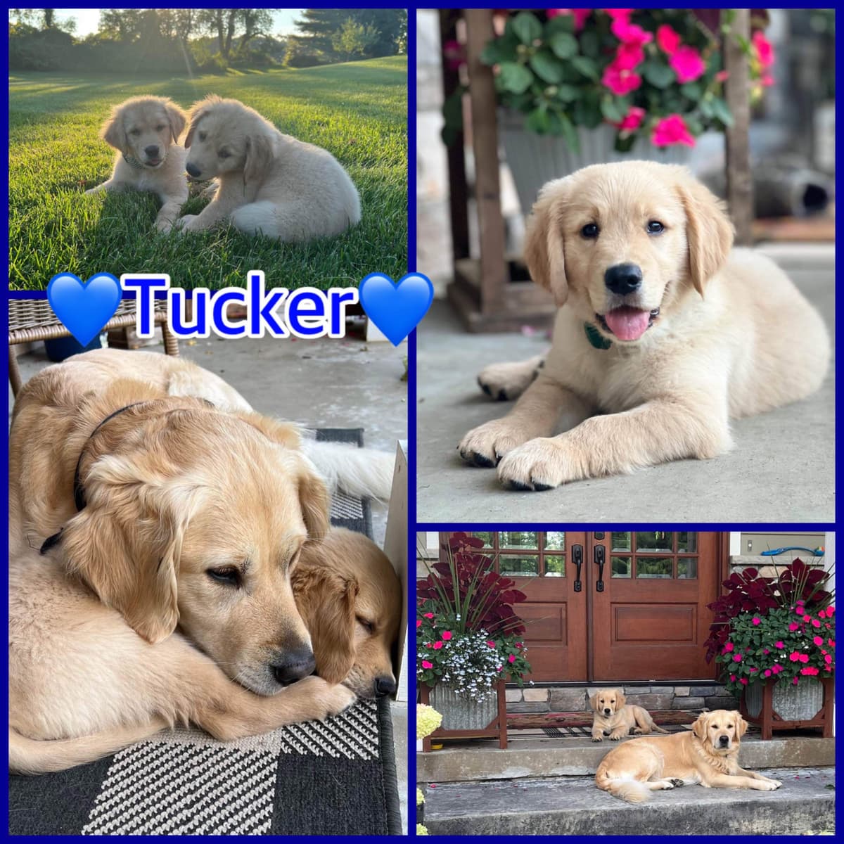 Golden Retriever Puppies breeder image 1