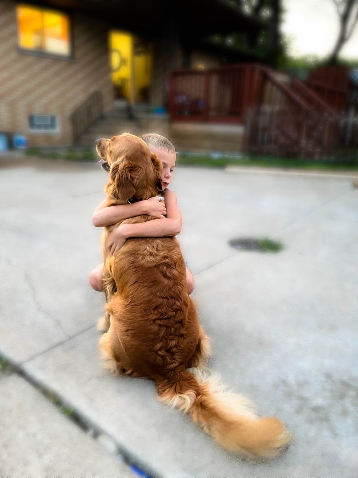 Golden Retriever Puppies breeder image 2
