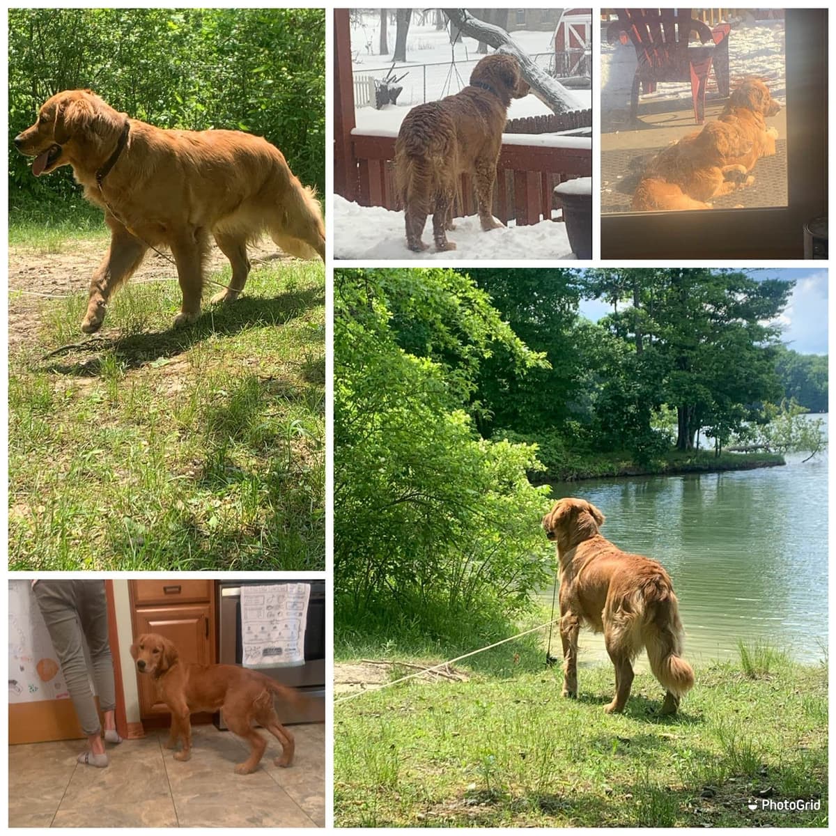 Golden Retriever Puppies breeder image 5