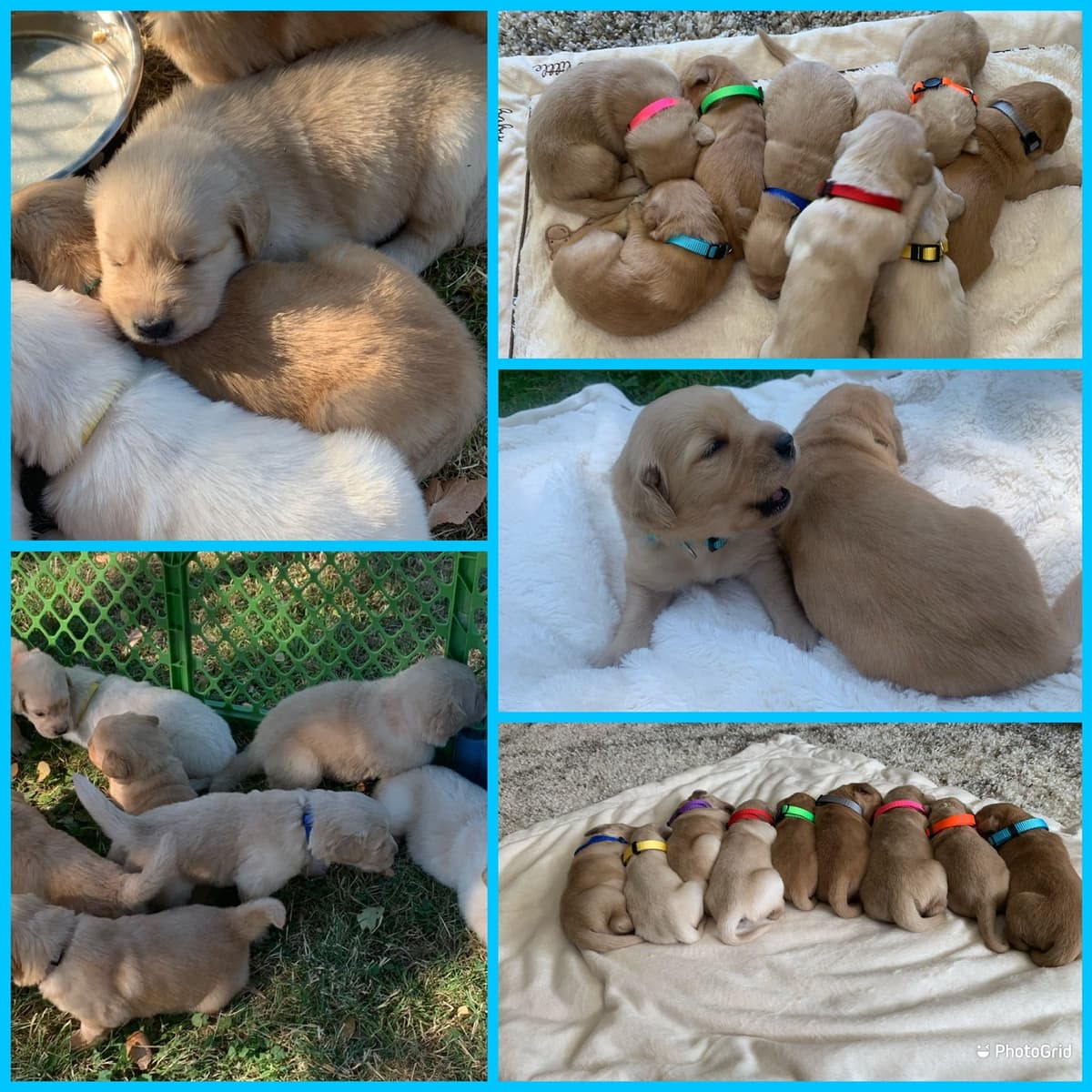 Golden Retriever Puppies breeder image 6