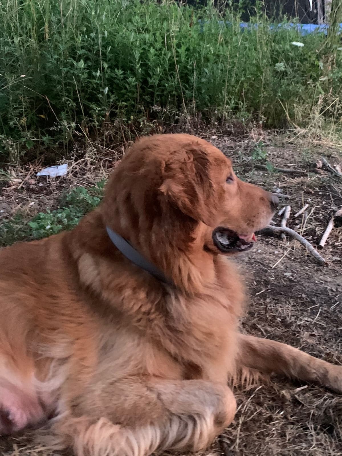 Golden Retriever Puppies breeder image 7