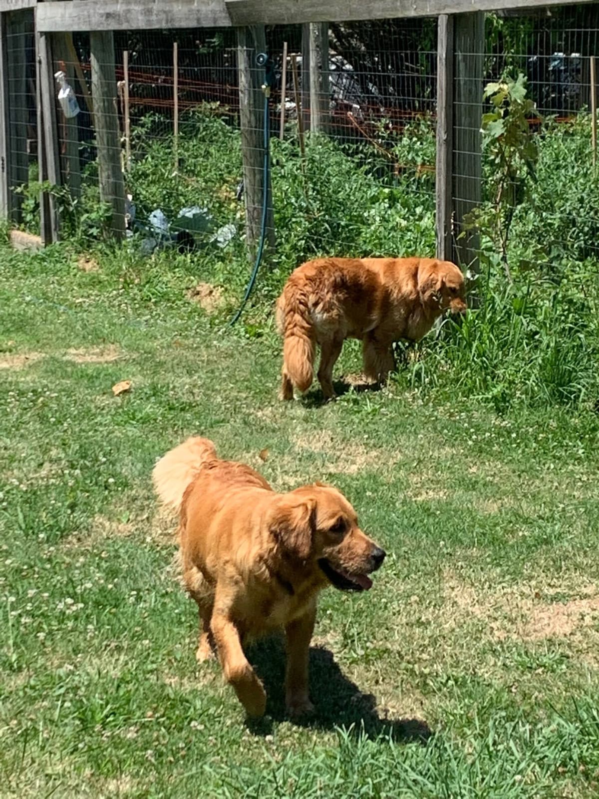 Golden Retriever Puppies breeder image 8