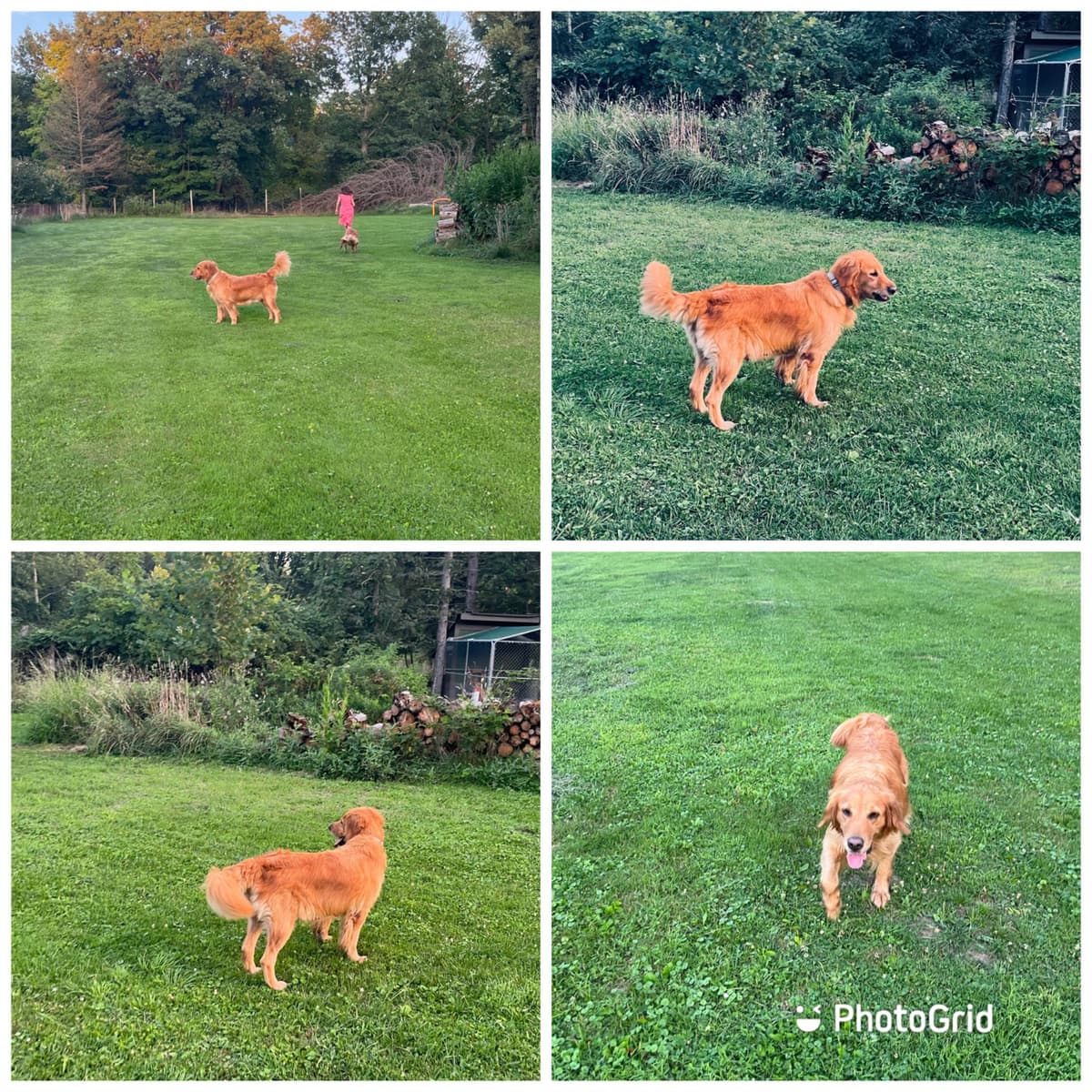Golden Retriever Puppies breeder image 9