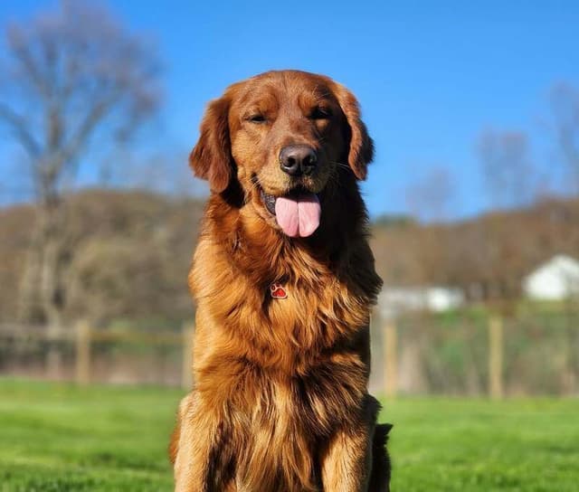 Golden Retriever Puppies media 2