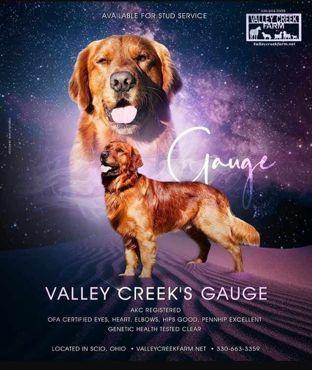 Golden Retriever Puppies media 5