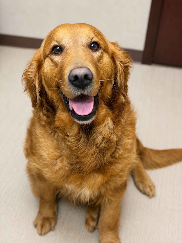 Golden Retriever Puppies media 4