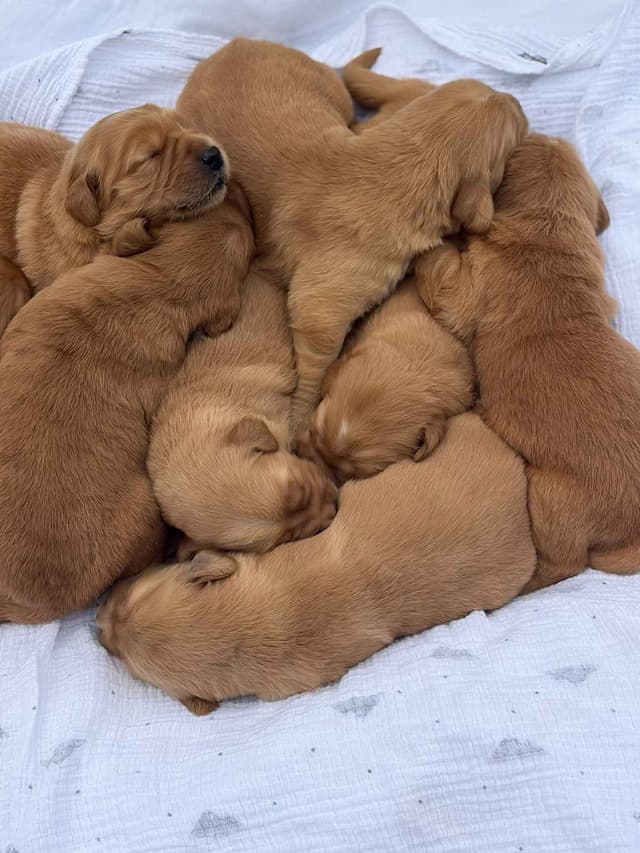 Golden Retriever Puppies media 6