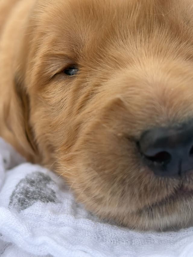 Golden Retriever Puppies media 7
