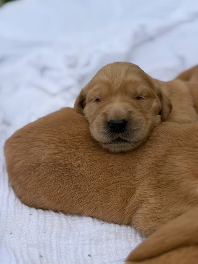 Golden Retriever Puppies media 9