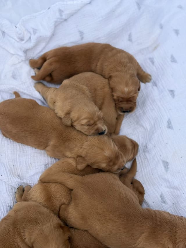 Golden Retriever Puppies media 8