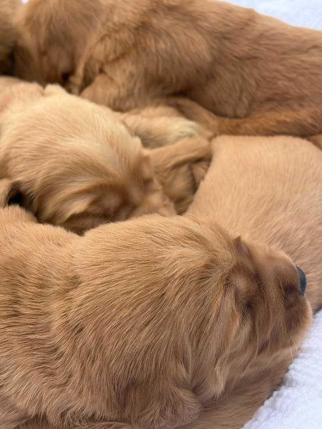 Golden Retriever Puppies media 10