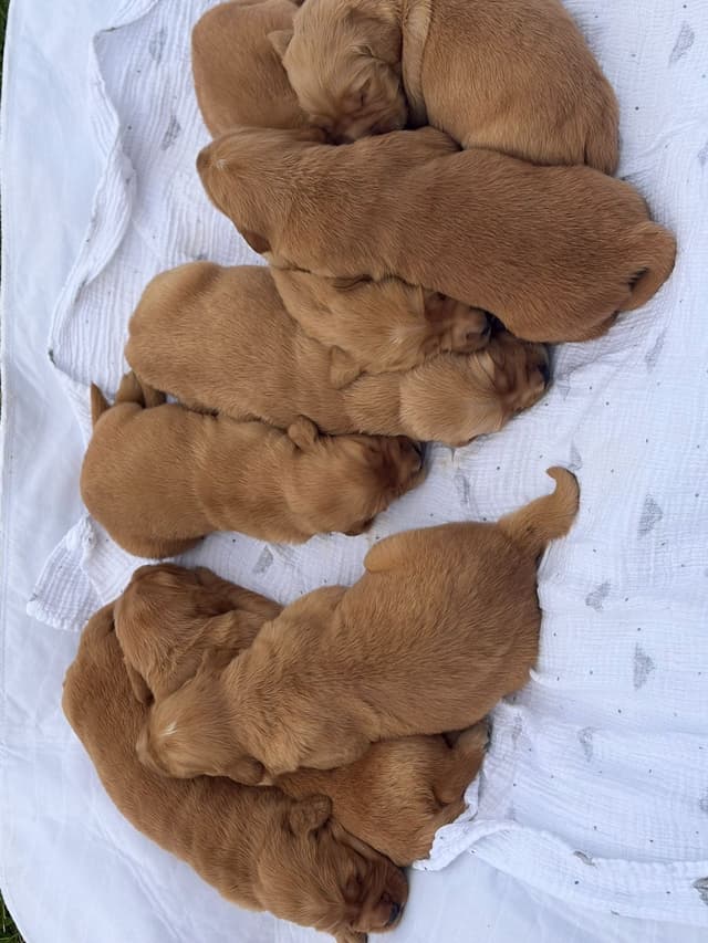 Golden Retriever Puppies media 12