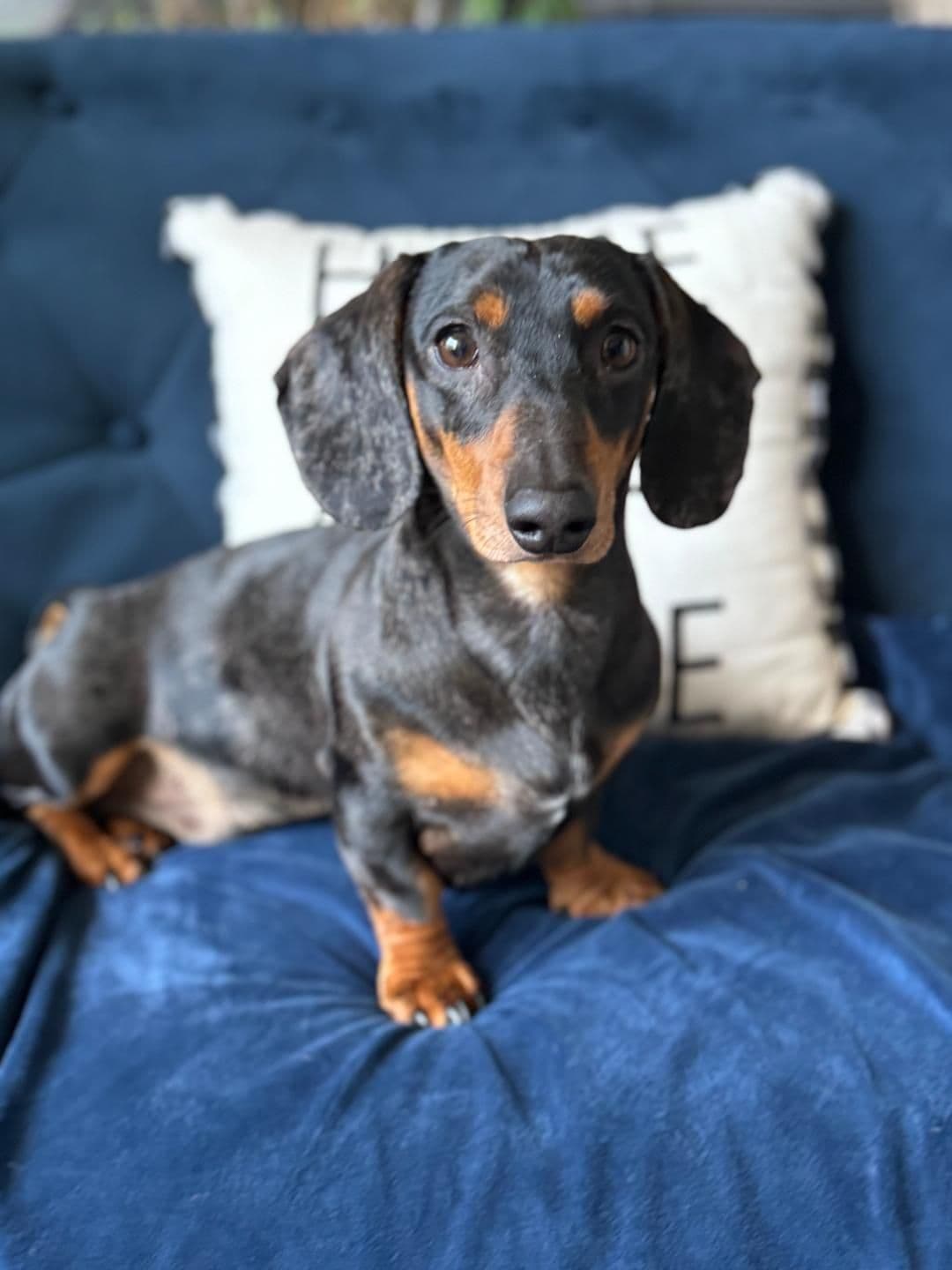Miniature Short hair Dachshund Puppies breeder image 3