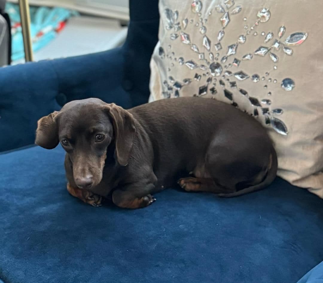Miniature Short hair Dachshund Puppies breeder image 4