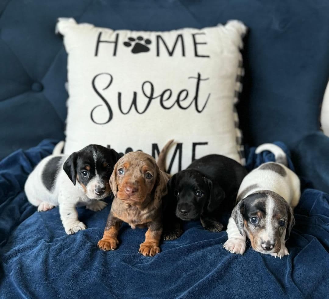 Miniature Short hair Dachshund Puppies breeder image 2