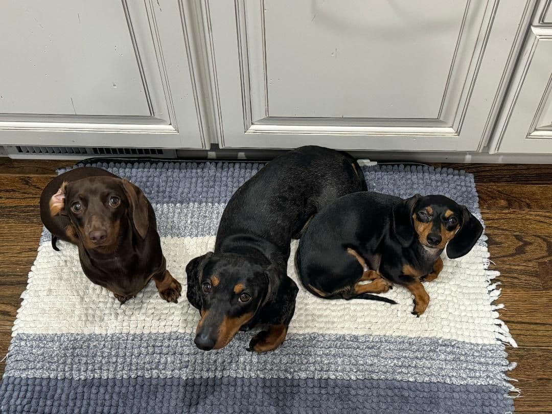 Miniature Short hair Dachshund Puppies breeder image 5