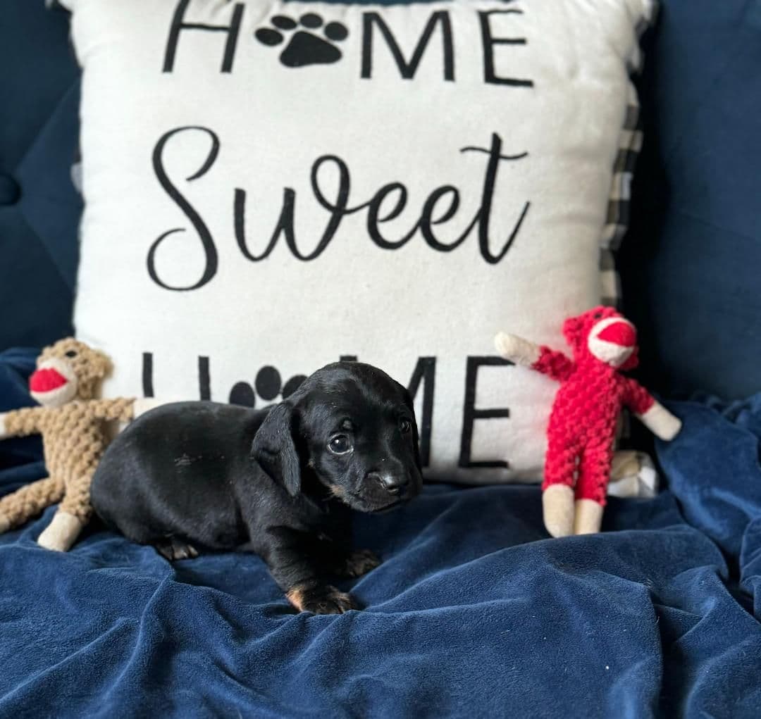 Miniature Short hair Dachshund Puppies breeder image 6