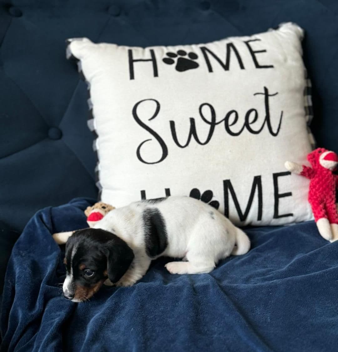 Miniature Short hair Dachshund Puppies breeder image 8