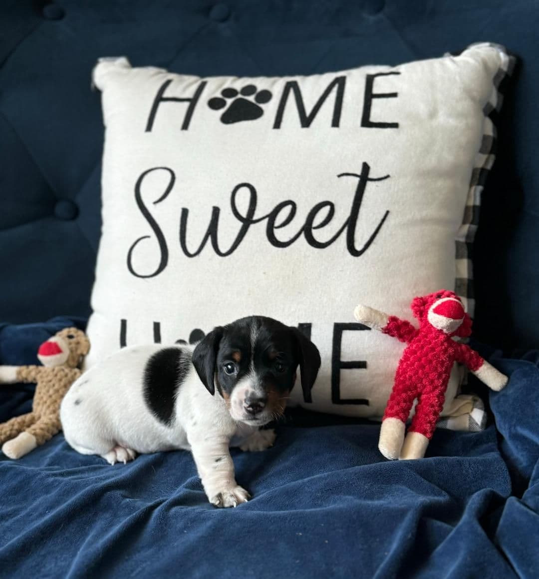 Miniature Short hair Dachshund Puppies breeder image 9