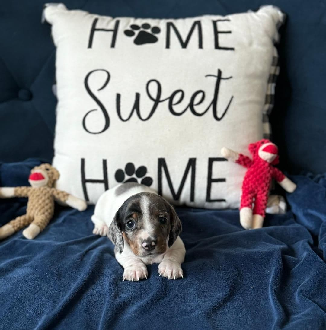 Miniature Short hair Dachshund Puppies breeder image 11