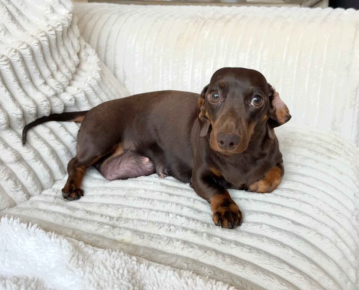 Miniature Short hair Dachshund Puppies breeder image 15