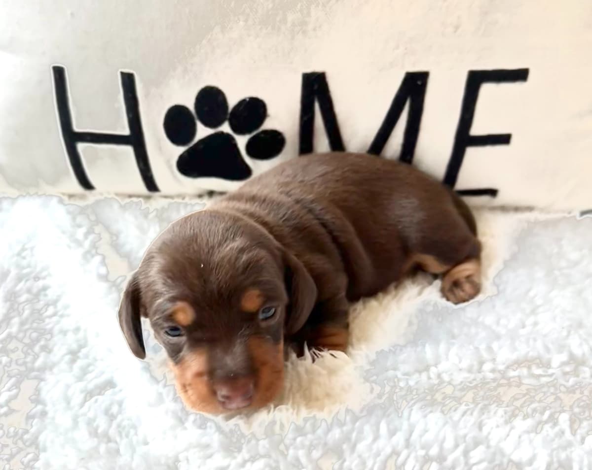Miniature Short hair Dachshund Puppies breeder image 17