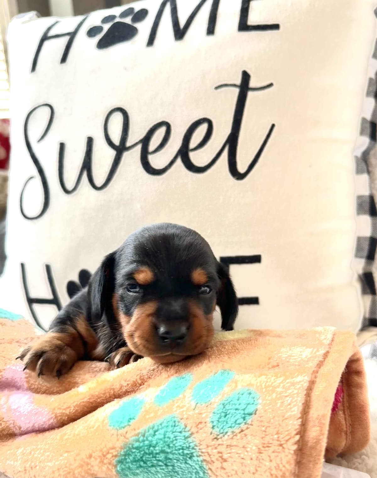 Miniature Short hair Dachshund Puppies breeder image 20