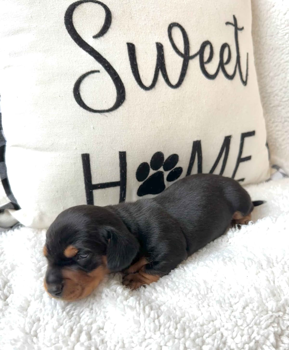Miniature Short hair Dachshund Puppies breeder image 21