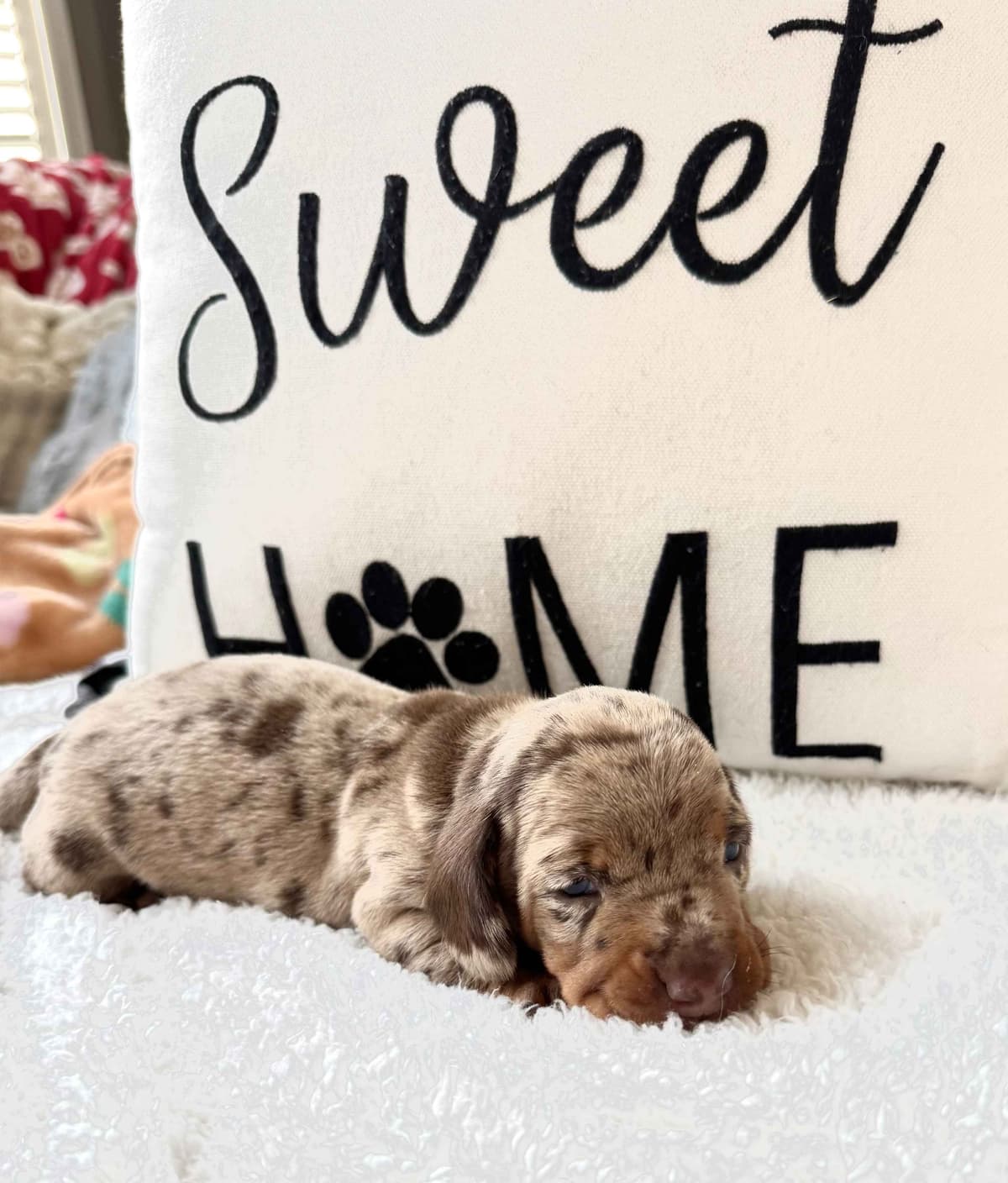 Miniature Short hair Dachshund Puppies breeder image 22