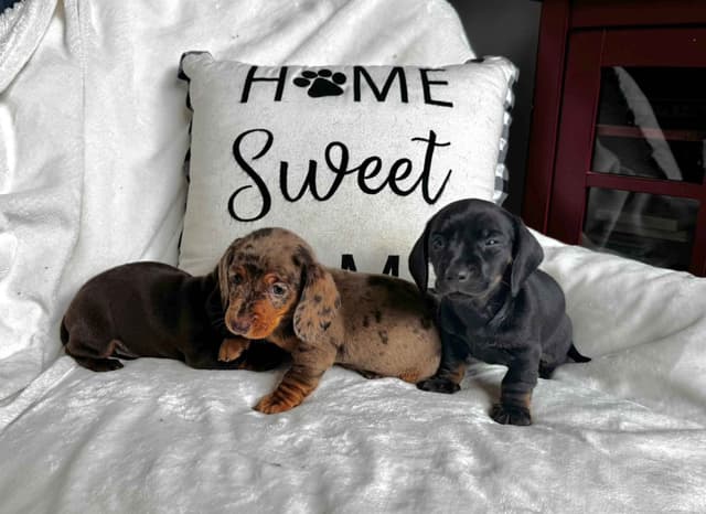 Miniature Short hair Dachshund Puppies media 5