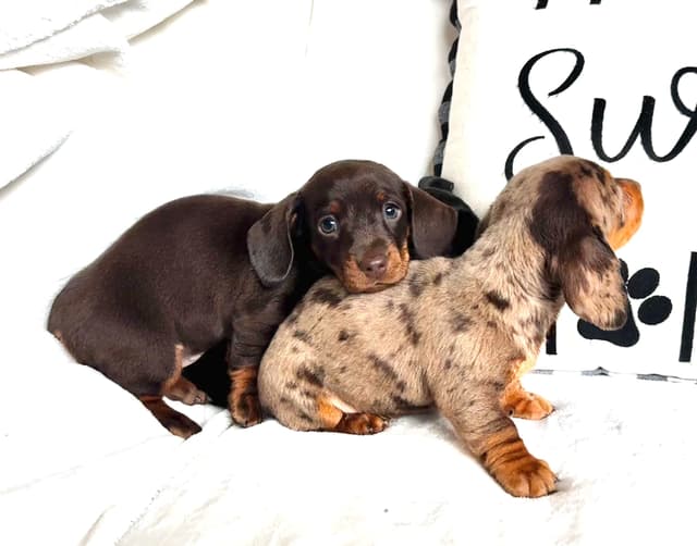 Miniature Short hair Dachshund Puppies media 6