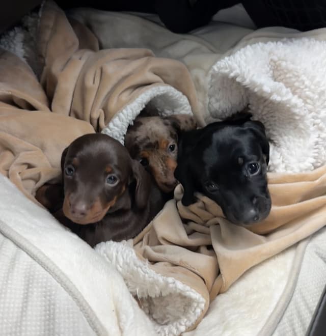 Miniature Short hair Dachshund Puppies media 8