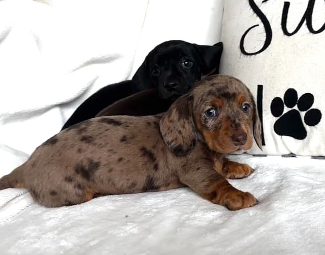 Miniature Short hair Dachshund Puppies media 7
