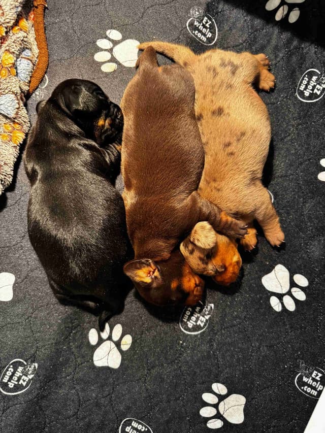 Miniature Short hair Dachshund Puppies media 3